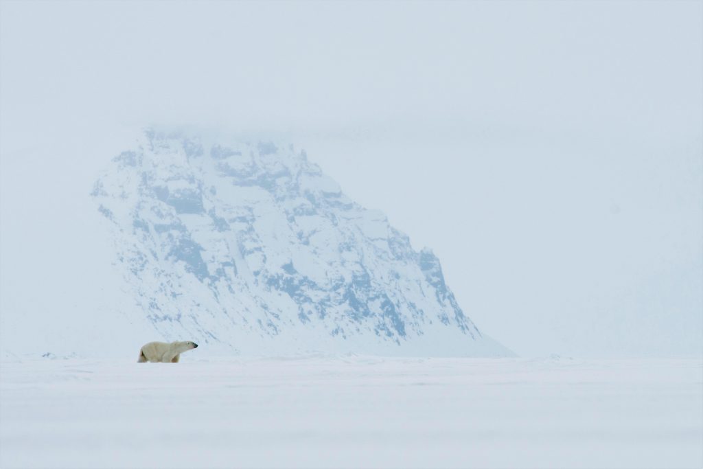 Floe edge polar bear, Nunavut