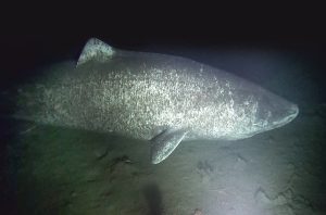 A large female Greenland shark observed near the community of Arctic Bay, Nunavut