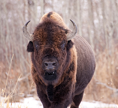 A 1957 discovery in Wood Buffalo National Park helped save the purity of the wood bison species