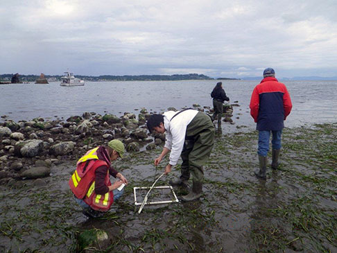 Project Watershed members hope eelgrass’s carbon-sequestration abilities could fund the plant’s restoration in K’ómoks Estuary, British Columbia
