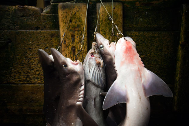 The spiny dogfish made history when it was certified as the world’s first sustainable shark fishery in 2011