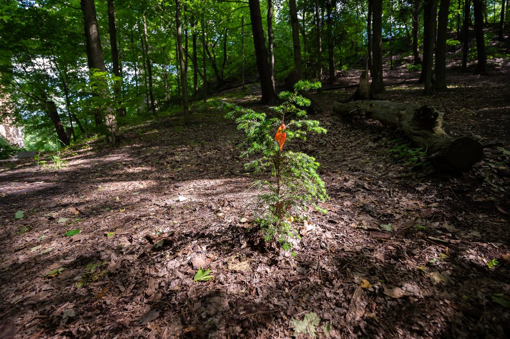 A small eastern hemlock tree surrounded by taller trees