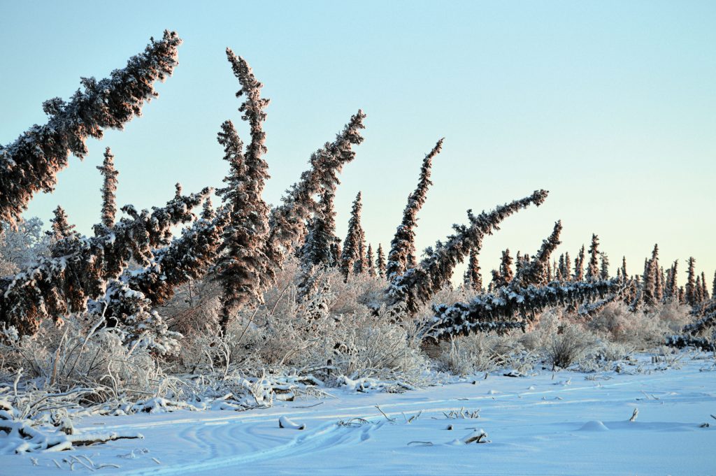 Coniferous trees lean at different angles in the snow