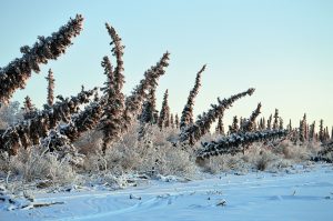 Coniferous trees lean at different angles in the snow
