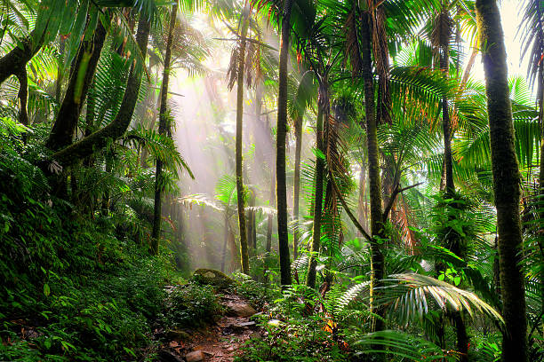 Sunlight shining through a thick grove of palm trees