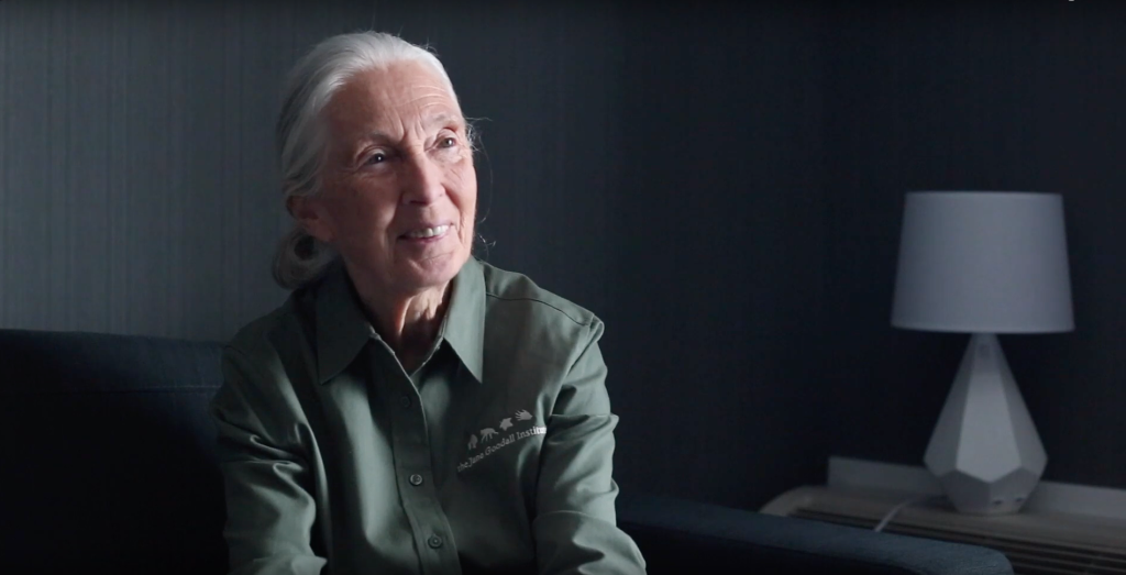 A portrait of Jane Goodall