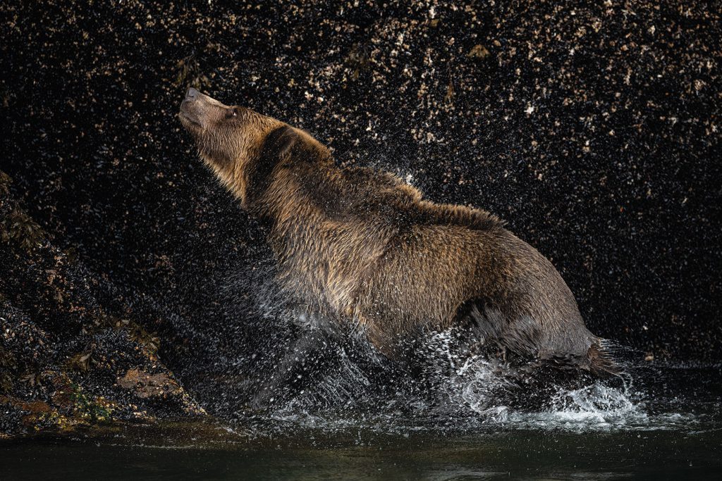 A grizzly bear shakes water from its fur in a river