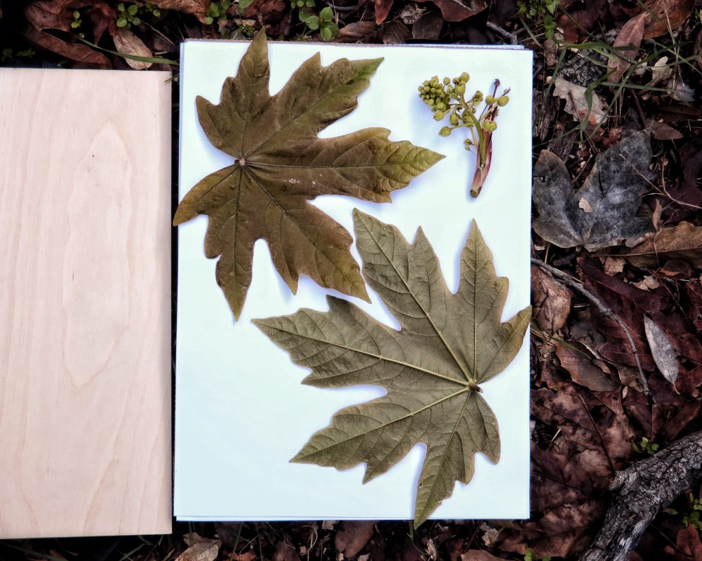 Bigleaf maple leaves on a leaf press