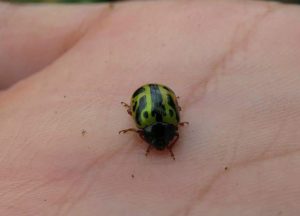 Ladybug from tribe Chrysomelini, as identified by iNaturalist
