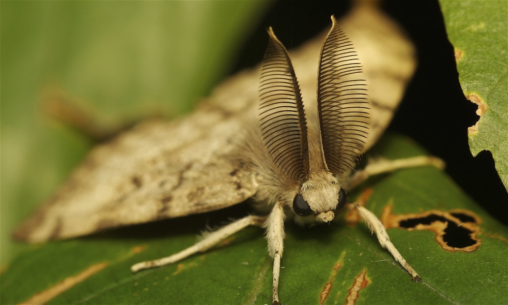 An LDD moth pictured on a green leaf