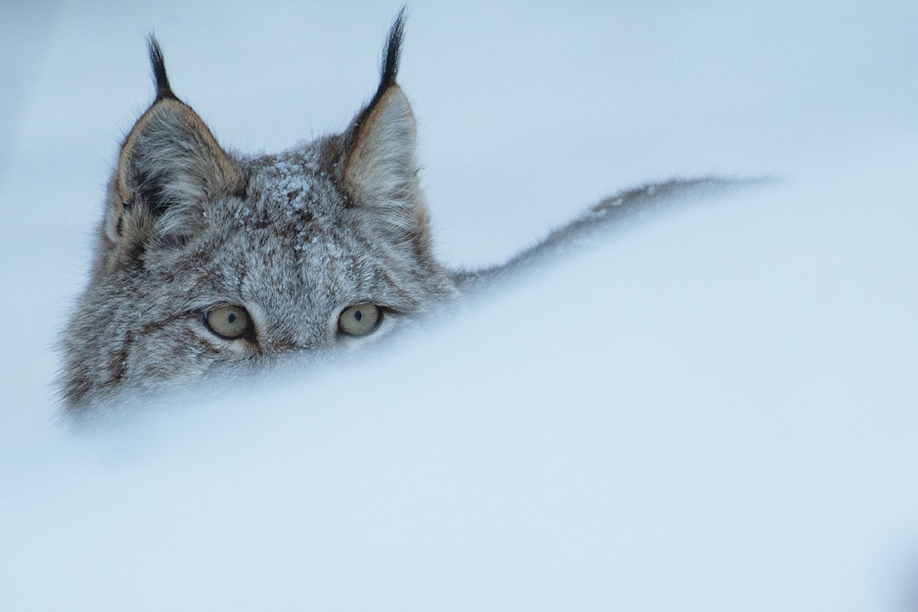 Into the wintry kingdom of the Canada lynx Canadian Geographic