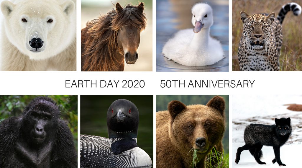 a collage of wildlife photos including a polar bear, horse, gosling, cheetah, gorilla, loon, grizzly bear and fox