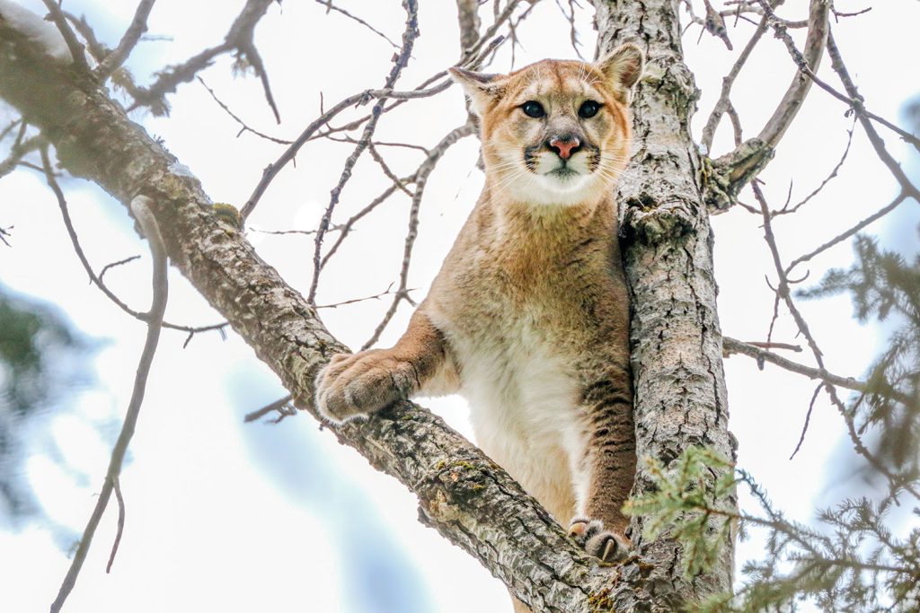 Cougars and Kittens two