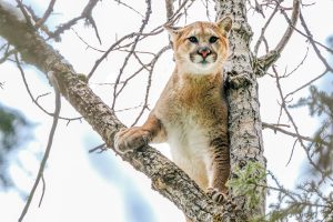 A cougar sits in a tree