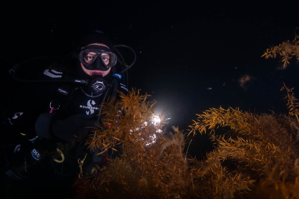 A female scuba diver holds a light up to anemones during a night dive