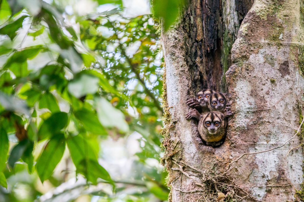 Night monkeys in the Amazon Rainforest
