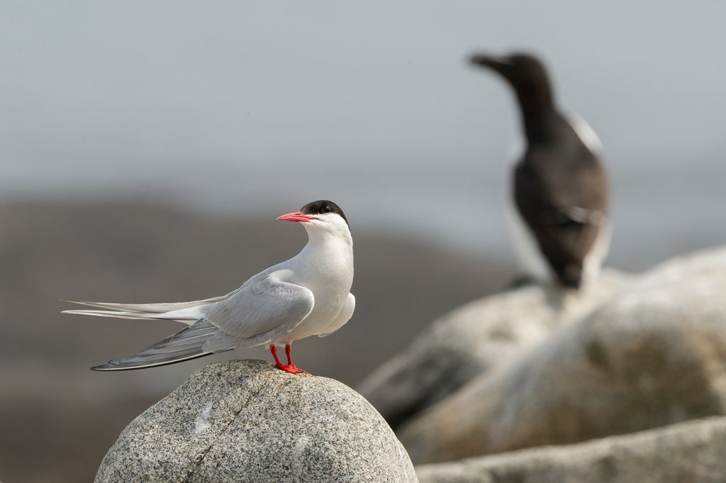 Arctic tern on Machias Seal Island, New Brunswick