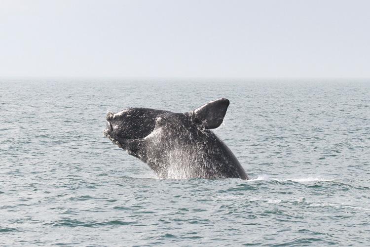 A whale's tail fin can be seen above the water