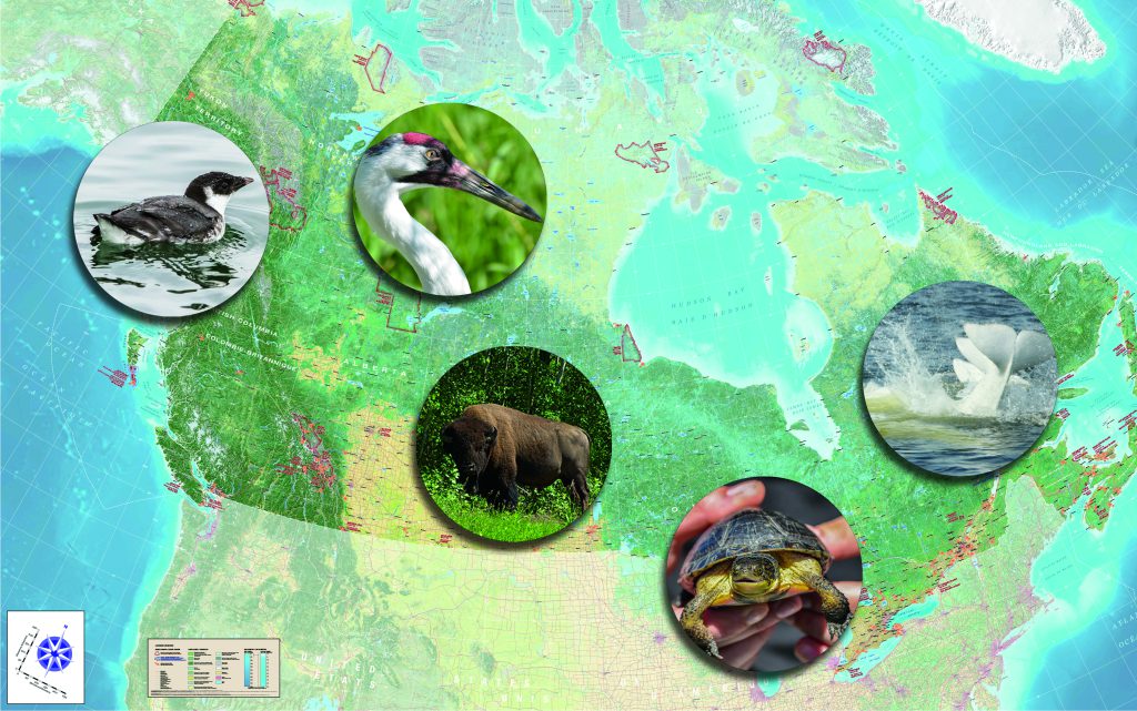 How national parks are helping to conserve species