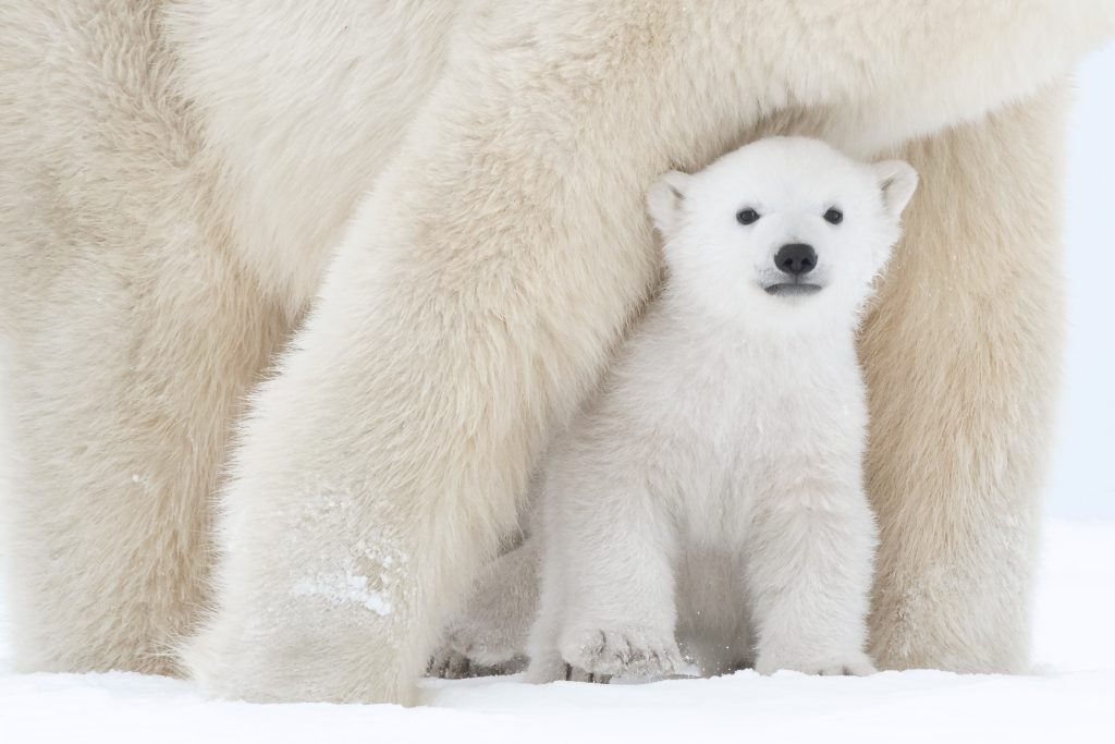 Baby polar bear