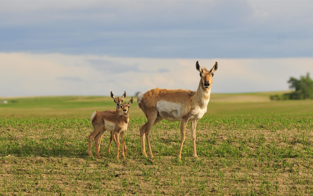 A female pronghorn with her twins on the Canadian prairie. The species is hailed as a conservation success story, but its future is uncertain. (Photo: Sandra Forbes)