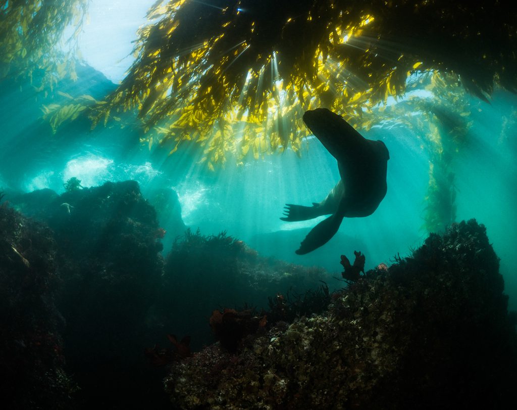 Sea lion swimming among a kelp forest