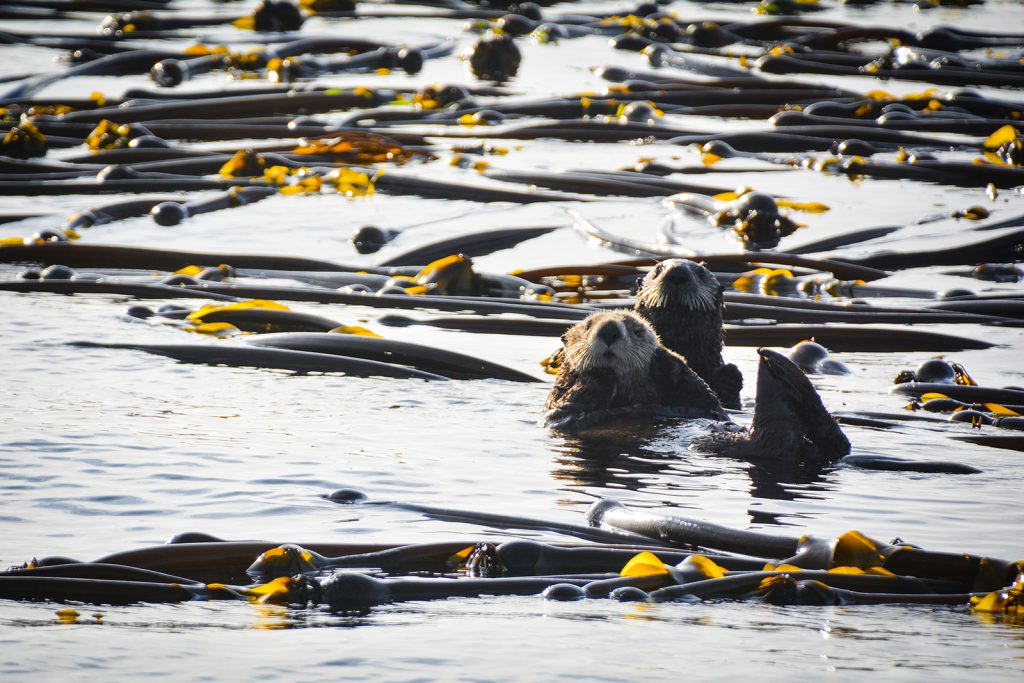 Sea otters play among the kelp in Tofino, B.C.