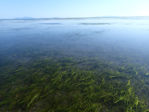 An eelgrass meadow, a type of seagrass found in the northern hemisphere including in Boundary Bay, British Columbia shown here at low tide. (Photo: Katie Tjaden-McClement)