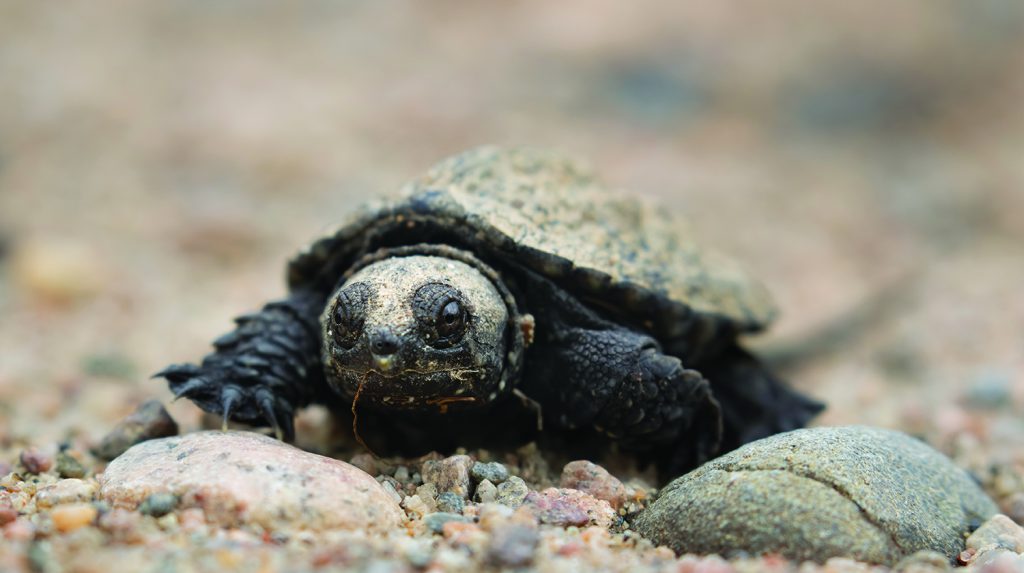 Snapping turtle hatchling