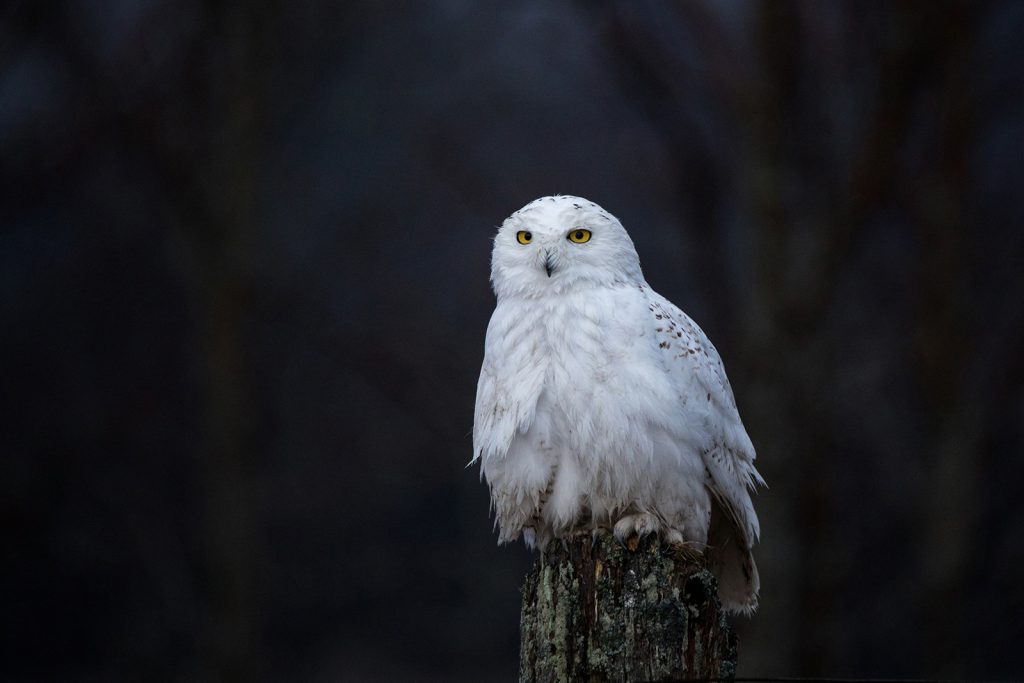 A snowy owl sits on a fencepost
