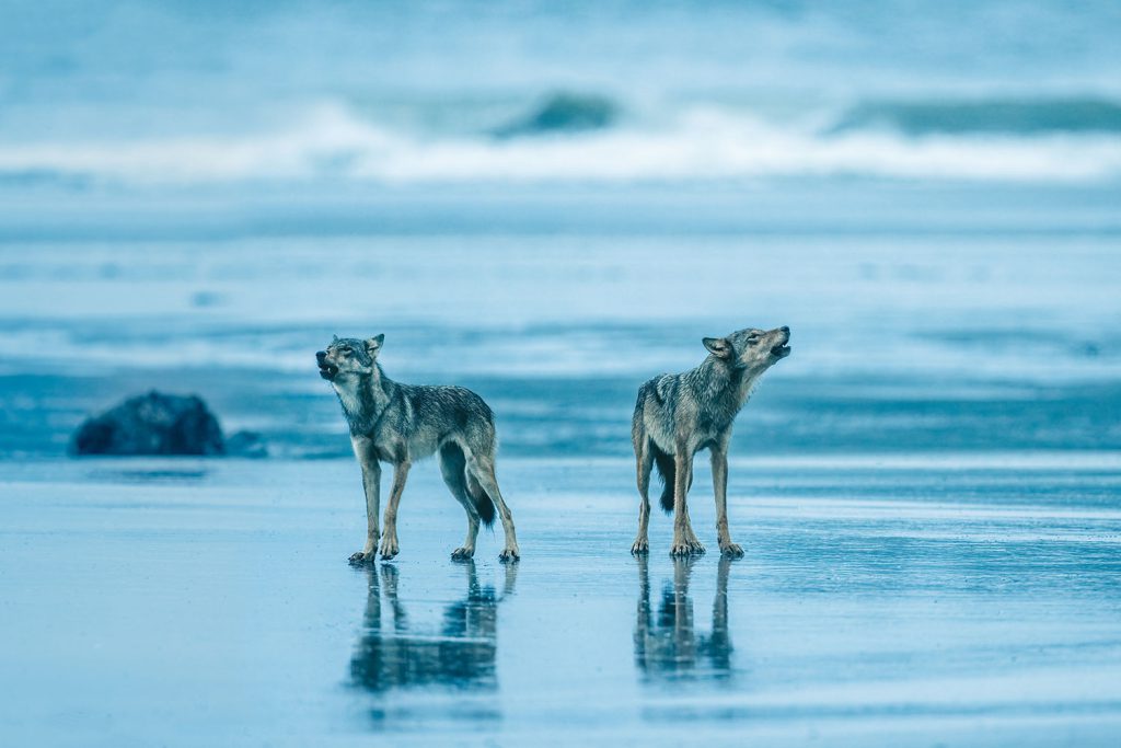 Two coastal wolves howl standing on wet sand in front of a blue ocean