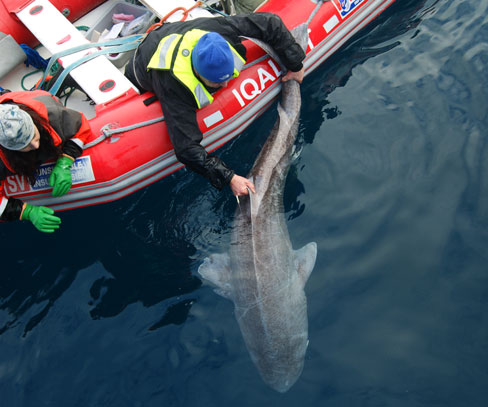 Nigel Hussey prepares to tag a Greenland shark in Scott Inlet in 2013. (Photo courtesy of Steven Fields)