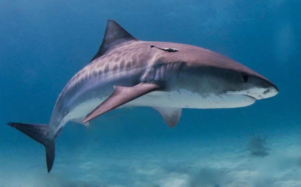 A tiger shark