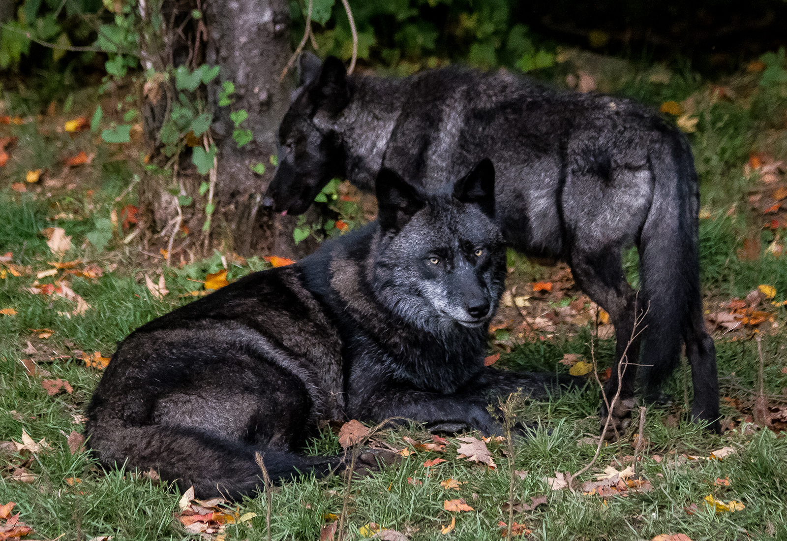 The big bad wolf? Canadian Geographic