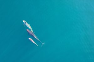 Three long-finned pilot whales swim in a cerulean blue sea