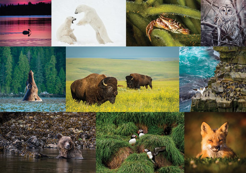 a collage of wildlife photos including bison, grizzly bears, polar bears, foxes, owls and whales