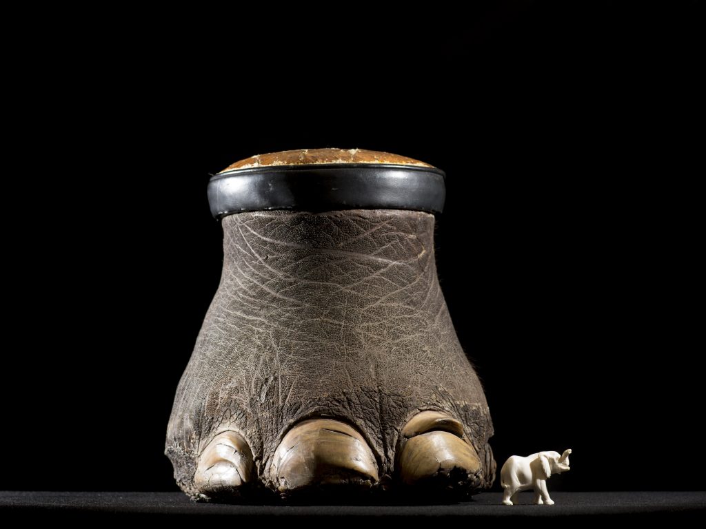 illegal wildlife trade, elephant foot, ivory, biodiversity