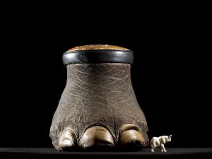illegal wildlife trade, elephant foot, ivory, biodiversity