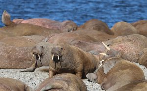 A herd of Atlantic walrus (Odobenus rosmarus rosmarus) on Matveev Island, Russia. (Photo: © Yulia Bogomolova/WWF-Russia)