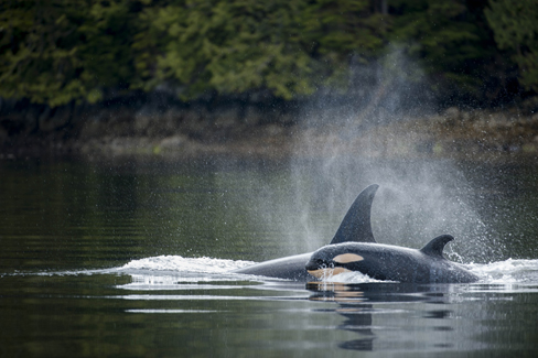 Wildlife in the Great Bear Sea. (Photo: Ian McAllister/Pacific Wild)