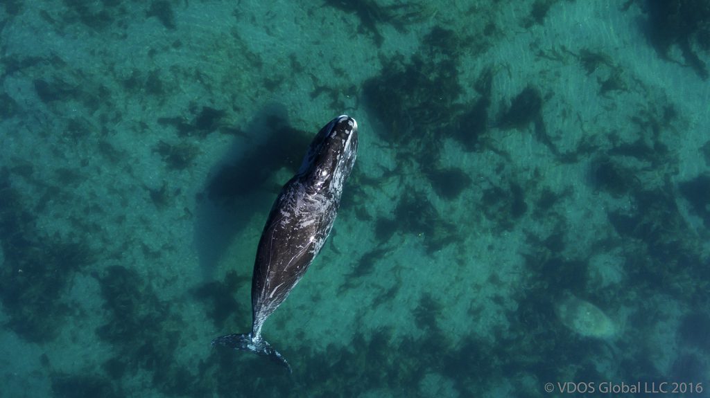 A bowhead whale in Cumberland Sound, Nunavut