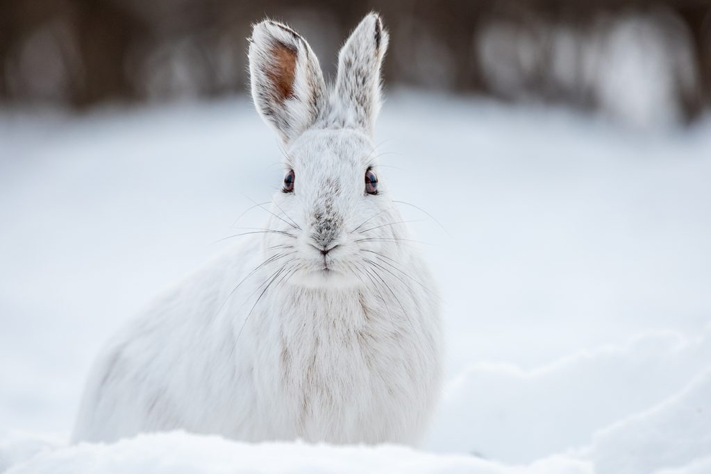 A snowshoe hare in a field of snow
