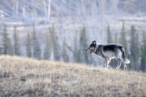 A wolf walks in front of a forest