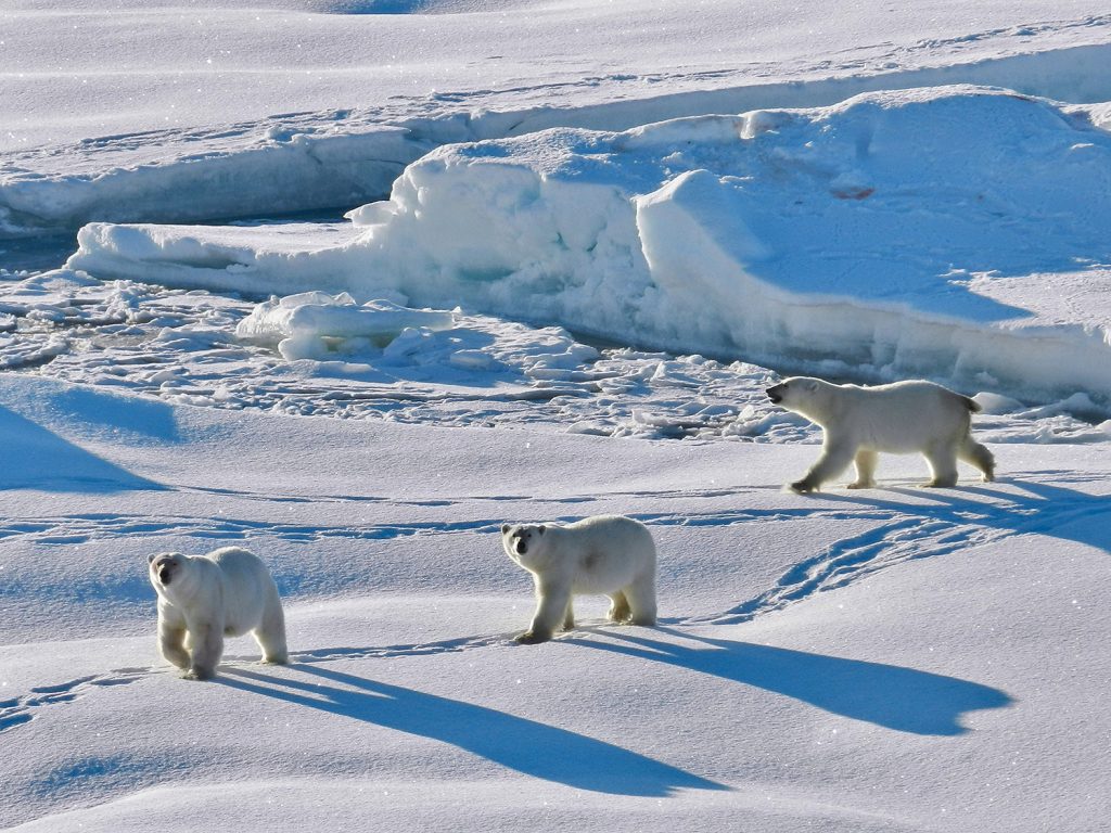 Three polar bears cast long shadows as they move across snowy Arctic scenery