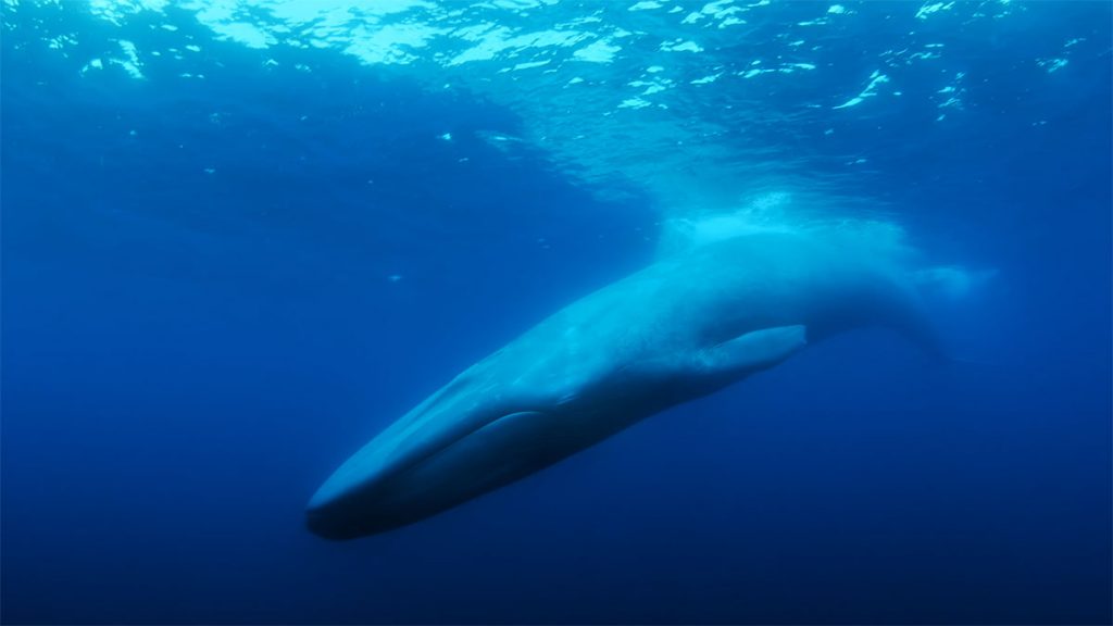a blue whale swims close to the surface