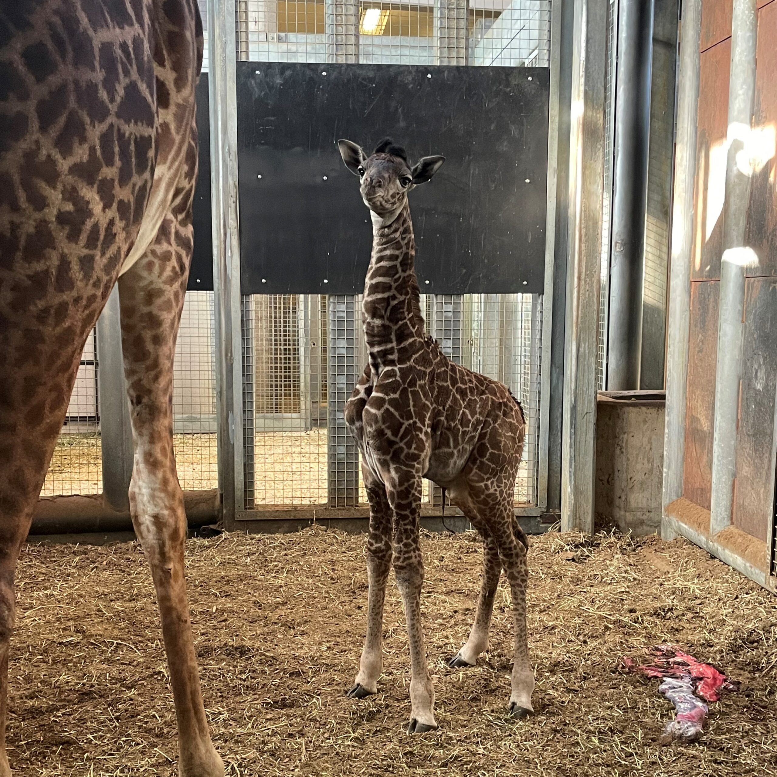 Wildlife Wednesday: Meet the newborn giraffe that’s become Toronto Zoo